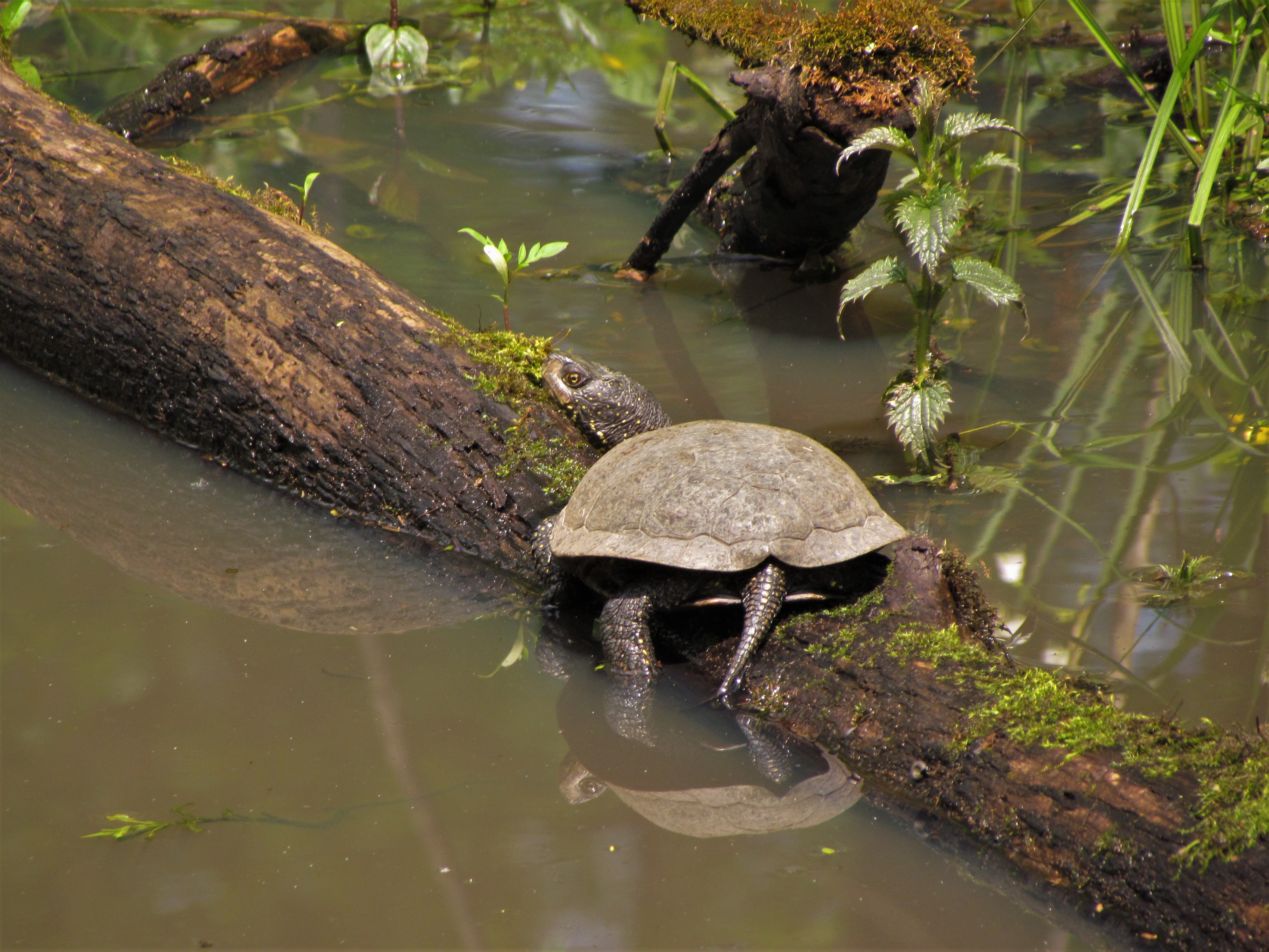 European pond turtle in Mura floodplains (photo: Aleksander Koren)