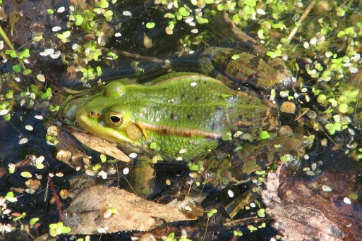 Green frog in Mura