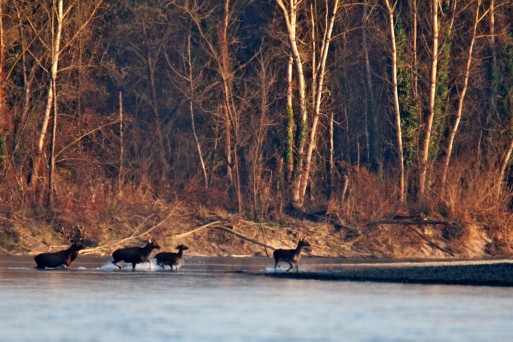 Wildlife on Drava River