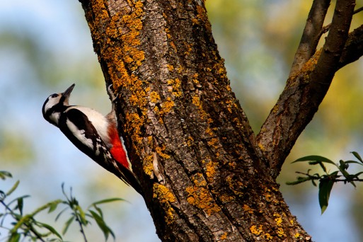 Woodpecker in forests along Drava River