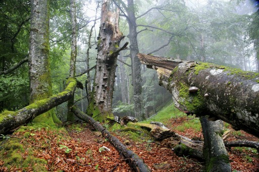 Kalkalpen National Park - part of UNESCO Ancient and Primeval Beech Forests of the Carpathians and Other Regions of Europe
