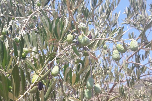 olives, Korcula, Croatia, Sept 2017.jpg