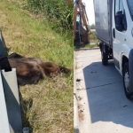 Bears killed in highway car crash. Signal that connectivity measures are imperative!