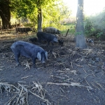Education for breeders of black Slavonian pigs in Vukovar Srijem County
