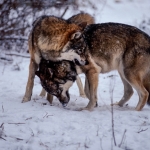 Safe ecological corridors must urgently be established as wolves are at once both protected and hunted