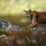 The first Eurasian lynx to cross from Silesian to Moravian-Silesian Beskydy
