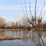 Invasive species are endangering the valuable area of Tišina