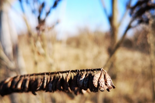 20190213_Amorpha fruticosa_Ivana Sučić (4).jpg