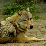 400 reasons to celebrate and to worry about wolves @WorldEnvironmentDay
