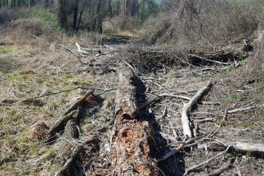 Deadwood of all decomposition stages can be found in unmanaged areas of the Biosphere Reserve.jpg