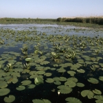 Communities around Danube Floodplain in Romania are committed to ecological restoration