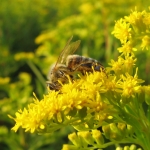 GET TO KNOW THE INVASIVE ALIEN PLANTS  - Canadian and Giant Goldenrod