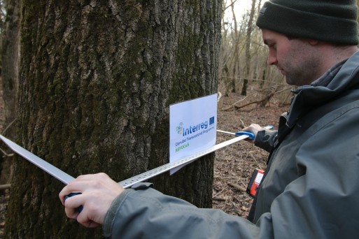 Plus-tree measurements.JPG