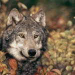 A legend caught on camera: the wolf! Piatra Craiului National Park - Romania
