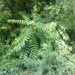 GET TO KNOW THE INVASIVE ALIEN PLANTS  - Tree of heaven