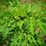 GET TO KNOW THE INVASIVE ALIEN PLANTS - Ragweed