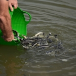 700 Russian Sturgeons Successfully Released into the Danube