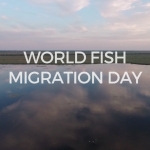 World Fish Migration Day celebrated along the Danube