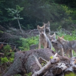 New arrivals: wolf cubs in Slovakia