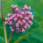GET TO KNOW THE INVASIVE ALIEN PLANTS - Common milkweed