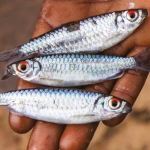 World's Forgotten Fishes: 1/3 of Freshwater Fish Face Extinction, Warns New Report