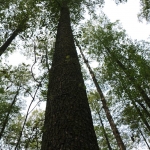 WE ESTABLISHED A REGIONAL RIPARIAN TREE SPECIES GENE BANK