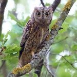 Scops Owl in Hungary and Slovenia