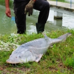 Fishing for Wild Sturgeon and Selling Wild Sturgeon Products Banned Indefinitely in Romania