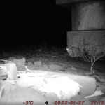 Mystery of the Ukrainian Zakarpattia pilot area:  camera traps recorded a rare predator