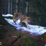 An infoday dedicated to protection of ecological connectivity and large carnivores in Beskydy