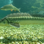 Reconnecting migratory fish habitats in the Danube basin